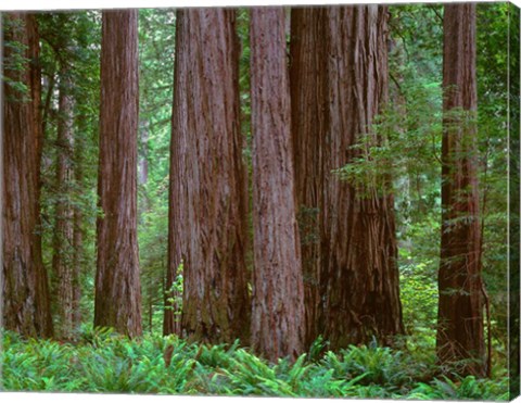 Framed Redwoods Tower Above Ferns At The Stout Grove, California Print