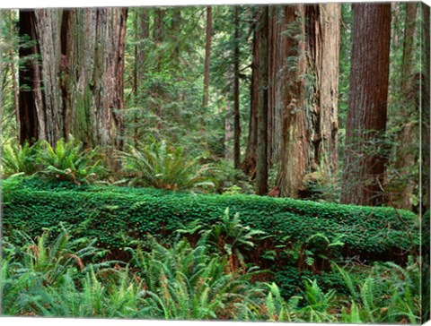 Framed Prairie Creek Redwoods State Park, California Print