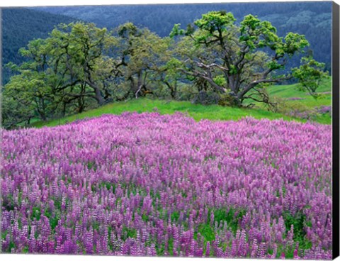 Framed Lupine Meadow In The Spring Among Oak Trees Print