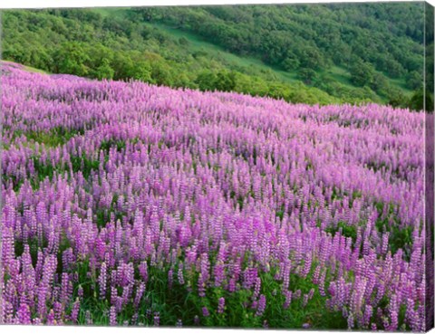 Framed Lupine Meadow Landscape, Readwood Np, California Print