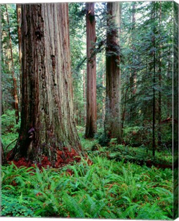 Framed Prairie Creek Redwoods Sp, California Print