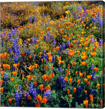 Framed Douglas Lupine And California Poppy In Carrizo Plain National Monument Print