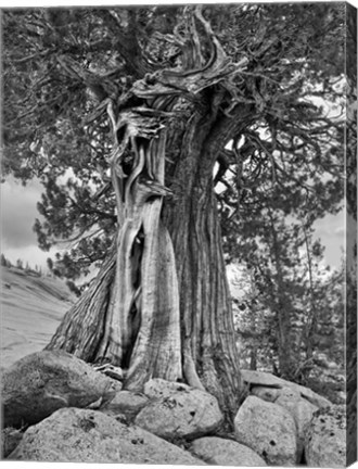Framed California, High Sierra Juniper Tree (BW) Print