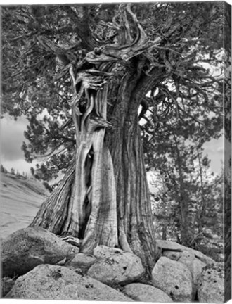Framed California, High Sierra Juniper Tree (BW) Print