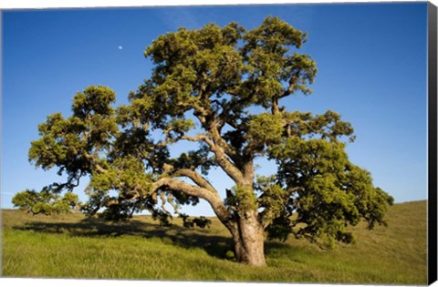 Framed California, Cottonwood Tree Print