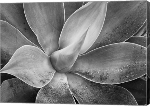 Framed California, Del Mar Succulents (BW) Print