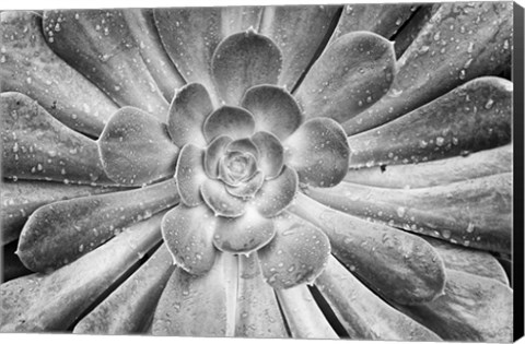 Framed California, Del Mar Succulents After Rain (BW) Print