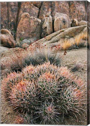 Framed California, Alabama Hills, Cactus Print