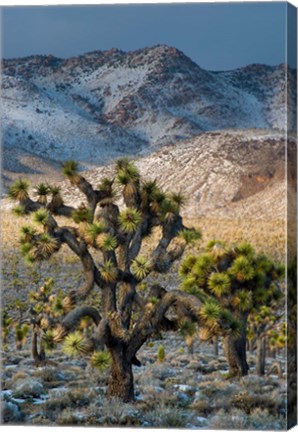 Framed Joshua Trees In The Snow Print