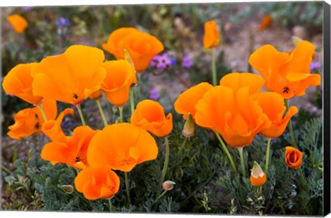 Framed Golden California Poppies In Antelope Valley Print