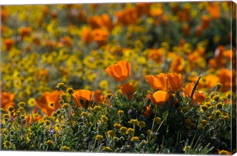 Framed Golden California Poppy Field Print