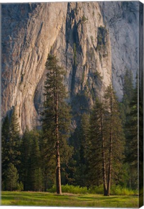 Framed Ponderosa Pines With The Middle Cathedral Spire Print