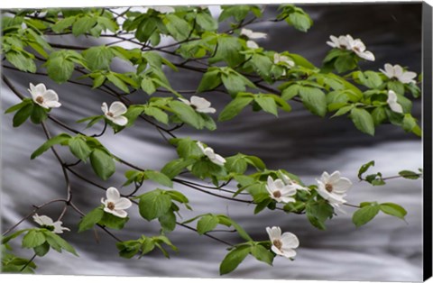 Framed Dogwood Along The Merced River Print