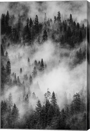 Framed Swirling Forest Mist, Yosemite NP (BW) Print