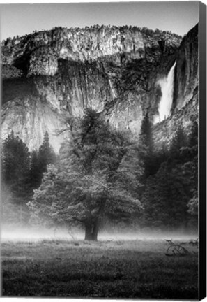 Framed Misty Californian Oak (BW) Print