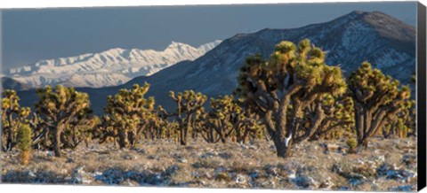 Framed Panoramic View Of Joshua Trees In The Snow Print