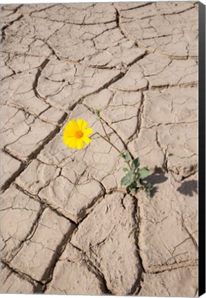 Framed Single Flower Around Mud Patterns Print