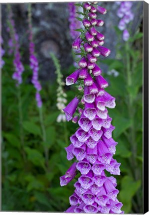 Framed Closeup Of Foxglove Flower Print