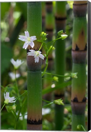 Framed Horse Tail Flowers Print