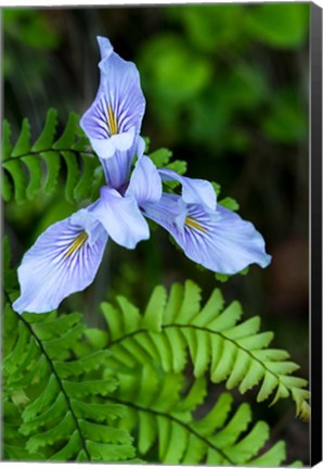 Framed Closeup Of Douglas Iris Print