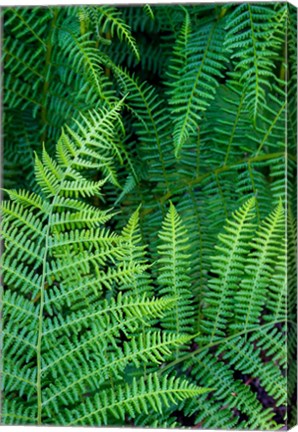 Framed Bracken Fern In Nature Print