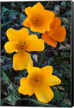 Framed Early Blooming Golden California Poppies Print