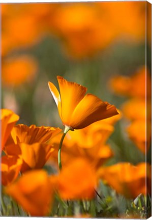 Framed Detail Of Golden California Poppy In Antelope Valley Print