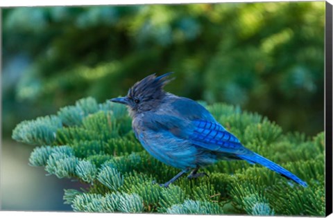 Framed Steller&#39;s Jay Perched On A Fir Bough Print