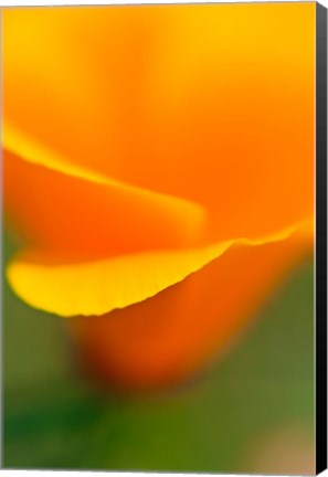 Framed Macro Shot Of Golden California Poppy Print