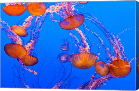 Framed Sea Nettles Dancing At The Monterey Bay Aquarium Print