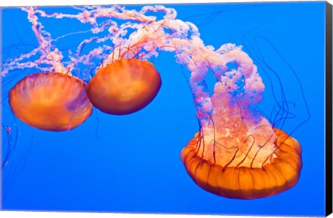 Framed Three Sea Nettles At The Monterey Bay Aquarium Print