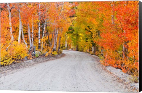 Framed Autumn In The Inyo National Forest Print