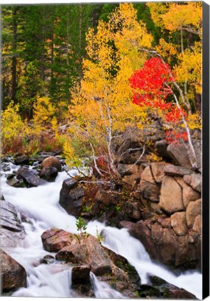 Framed Autumn Along Bishop Creek Print