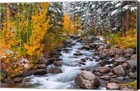 Framed Fresh Snow Along Bishop Creek Print