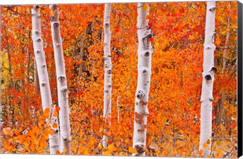 Framed Bright Autumn Aspens Along Bishop Creek Print