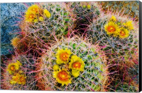 Framed Barrel Cactus In Bloom Print
