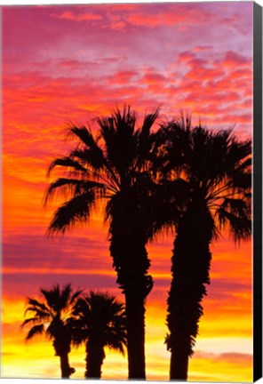 Framed Silhouetted Palms At Sunrise Print