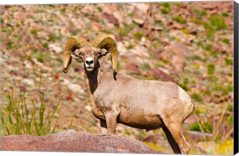 Framed Peninsular Bighorn Sheep Print