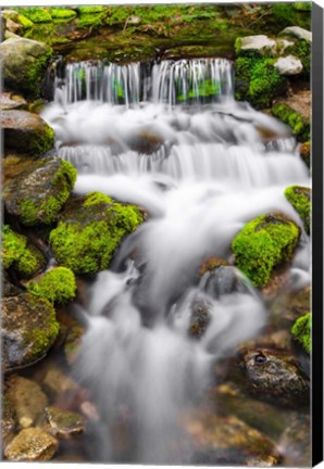 Framed Fern Spring, California Print