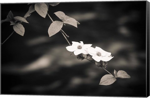 Framed Mountain Dogwood Above The Merced River (BW) Print