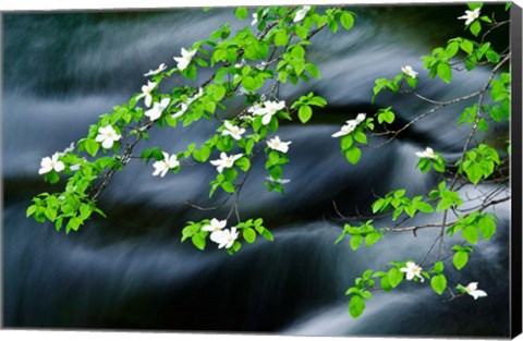 Framed Mountain Dogwood Above The Merced River Print