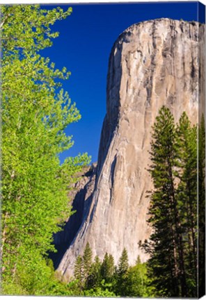 Framed Morning Light On El Capitan Print