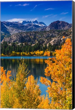 Framed Golden Fall Aspens At June Lake Print