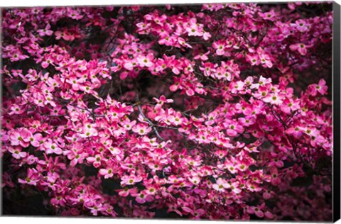 Framed Pink Dogwood, California Print