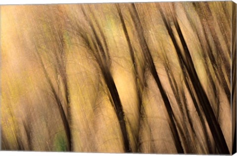 Framed Forest Abstract, California Print
