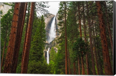 Framed Yosemite Falls Through A Forest Print