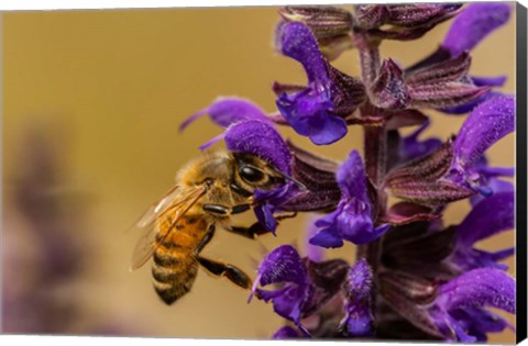 Framed Honey Bee On Salvia Blossoms Print