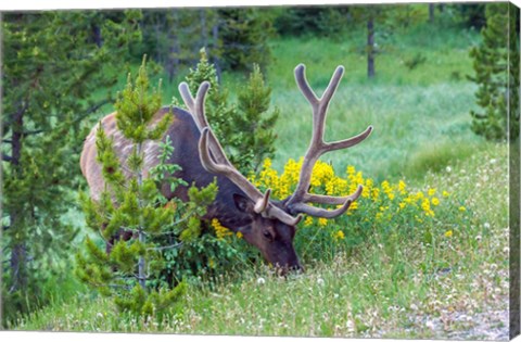 Framed Bull Elk Grazing In Rocky Mountain National Park Print