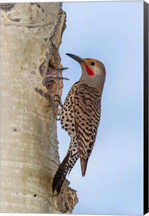 Framed Red-Shafted Flicker Outside Of Its Tree Hole Nest Print