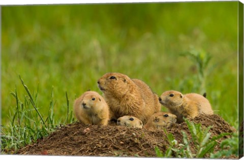 Framed Prairie Dog Family On A Den Mound Print